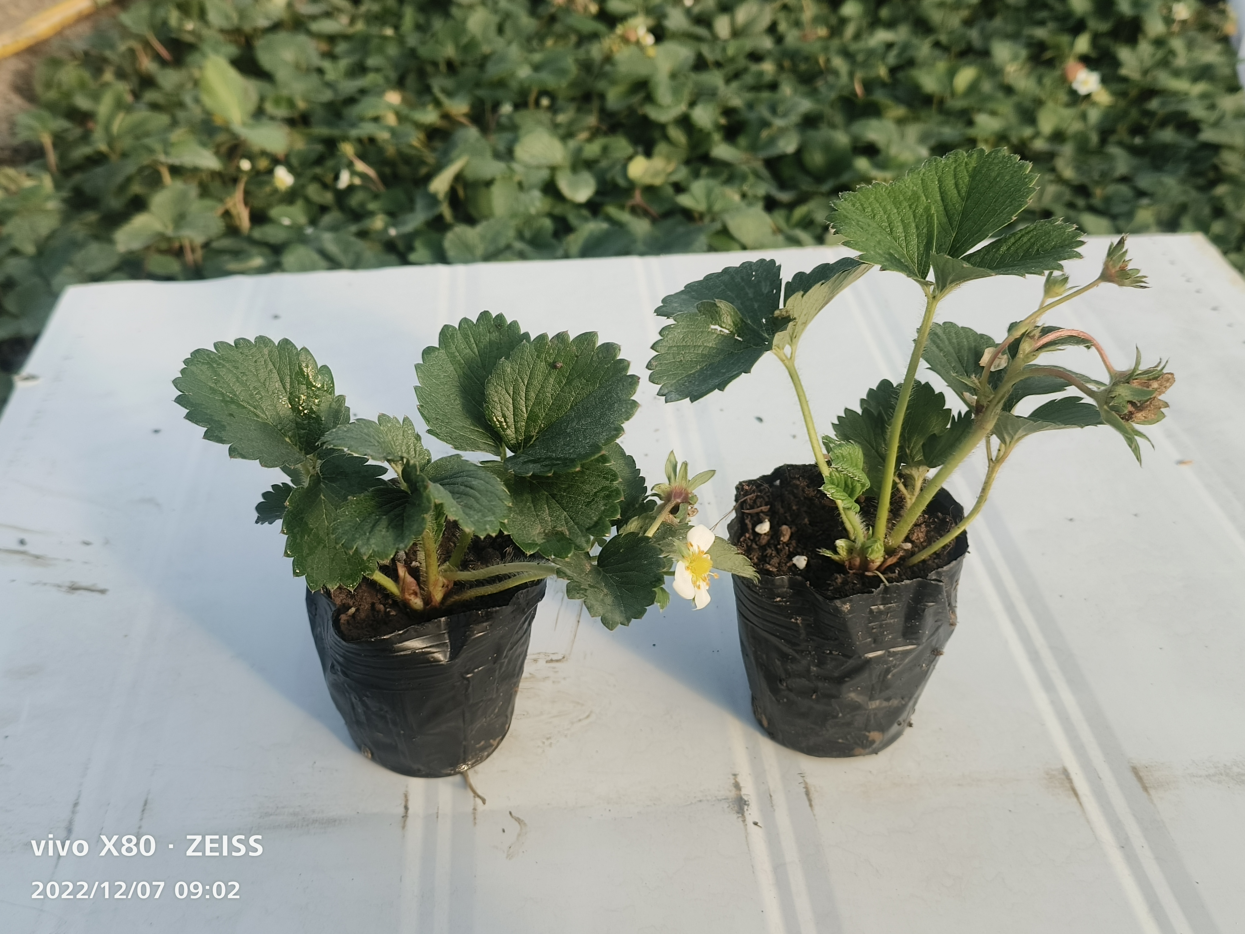 梦香草莓杯苗