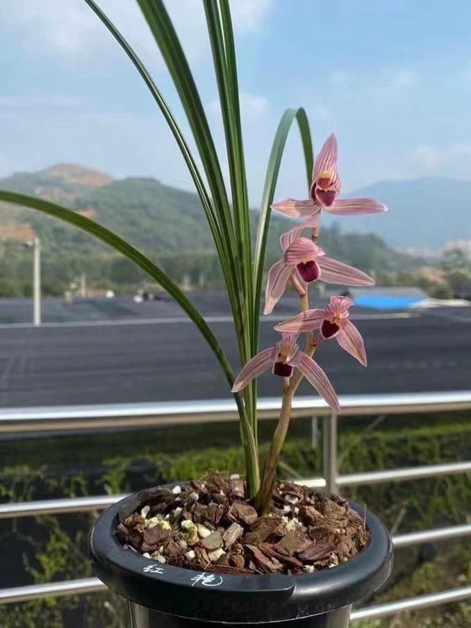 莲瓣兰兰花一物一拍