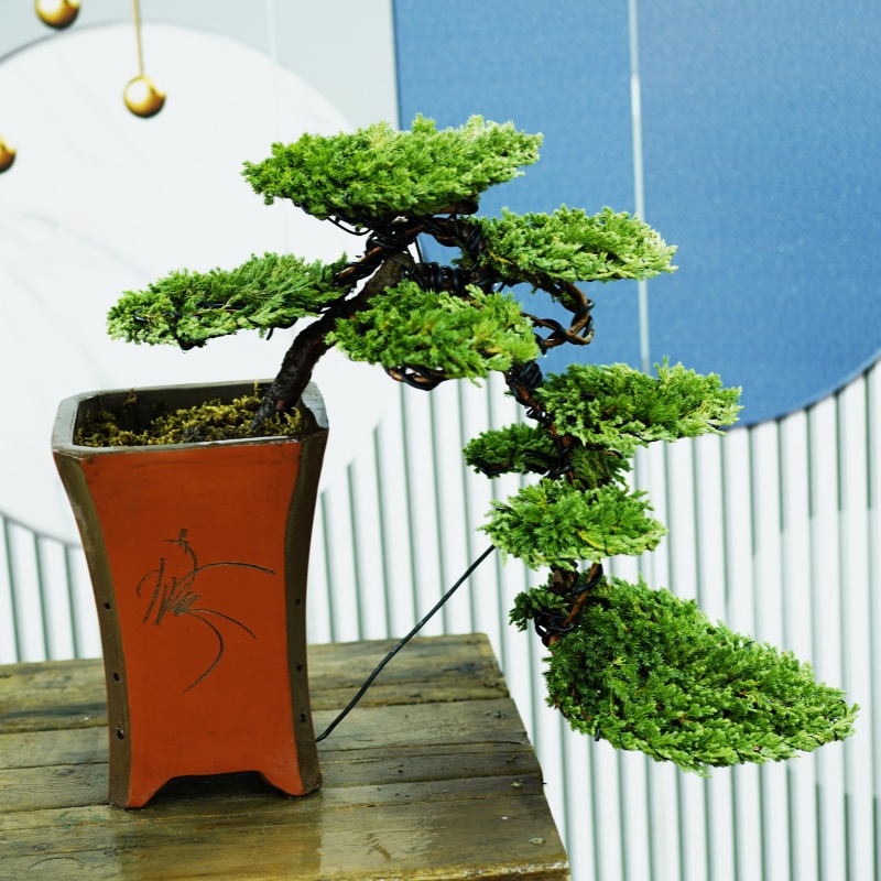 真柏盆景悬崖临水盆景室内盆景柏树盆景直播间一物一拍看好下单