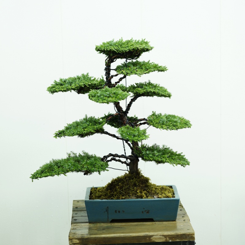 造型松树盆景迎客松树室内盆景带盆发货直播间一物一拍看好下单