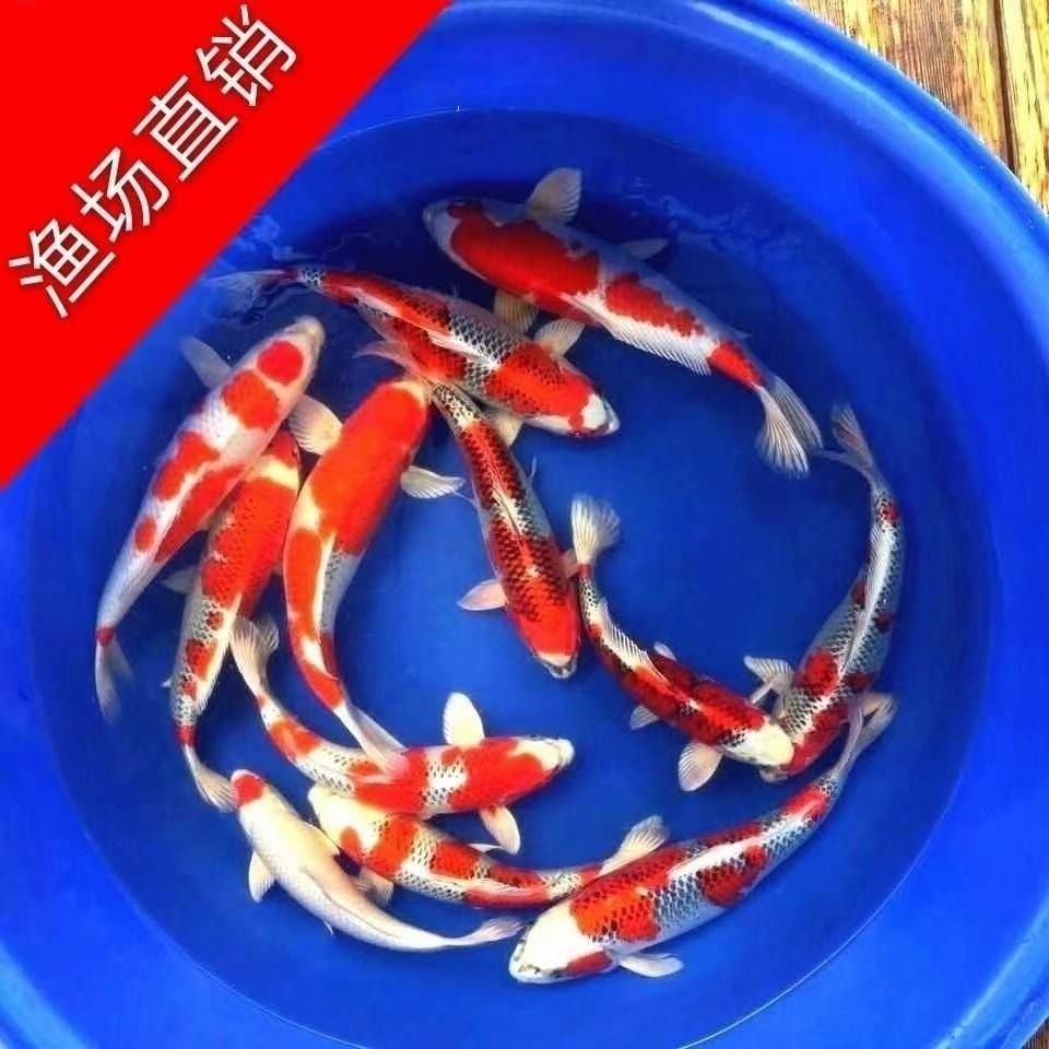 红白三色大正孔雀秋翠龙系昭和菲写冷水鱼好养耐活