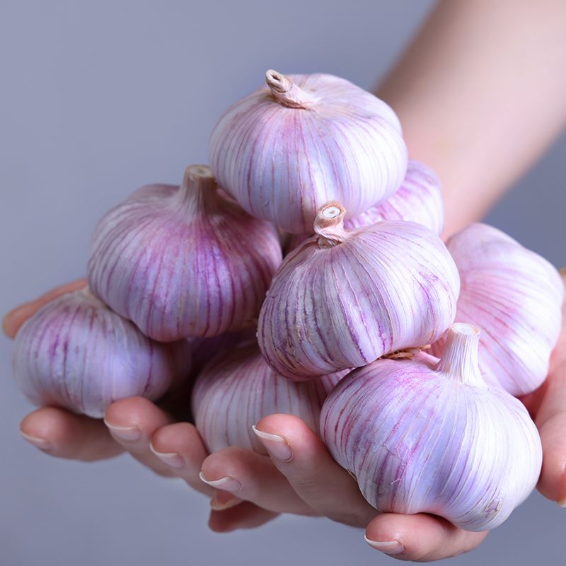 【宠粉】5斤大蒜头新鲜紫白皮蒜可种金乡自种大蒜
