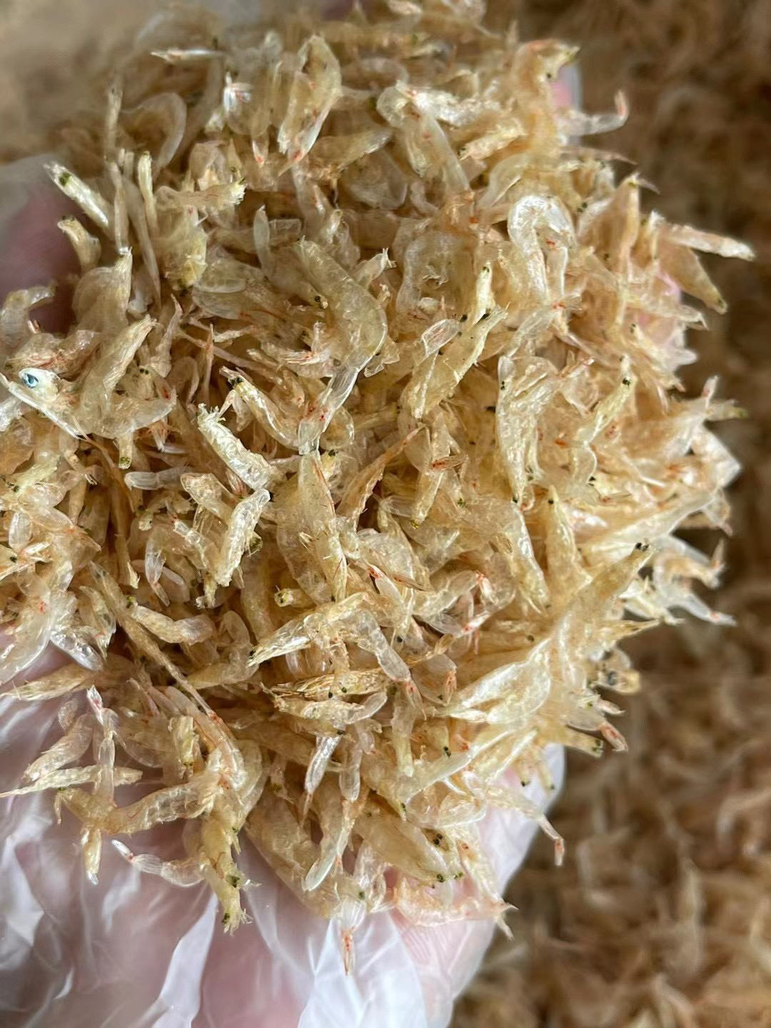 湛江淡干生晒虾皮蒸蛋 煲汤调味营养食用