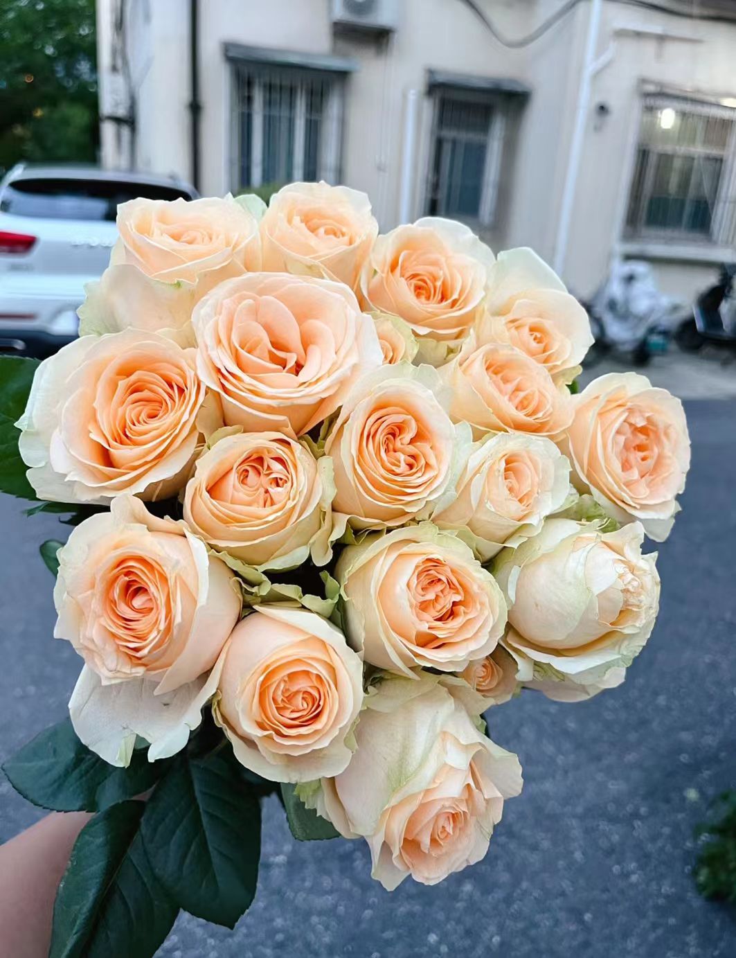 香槟玫瑰10枝+醒花液
