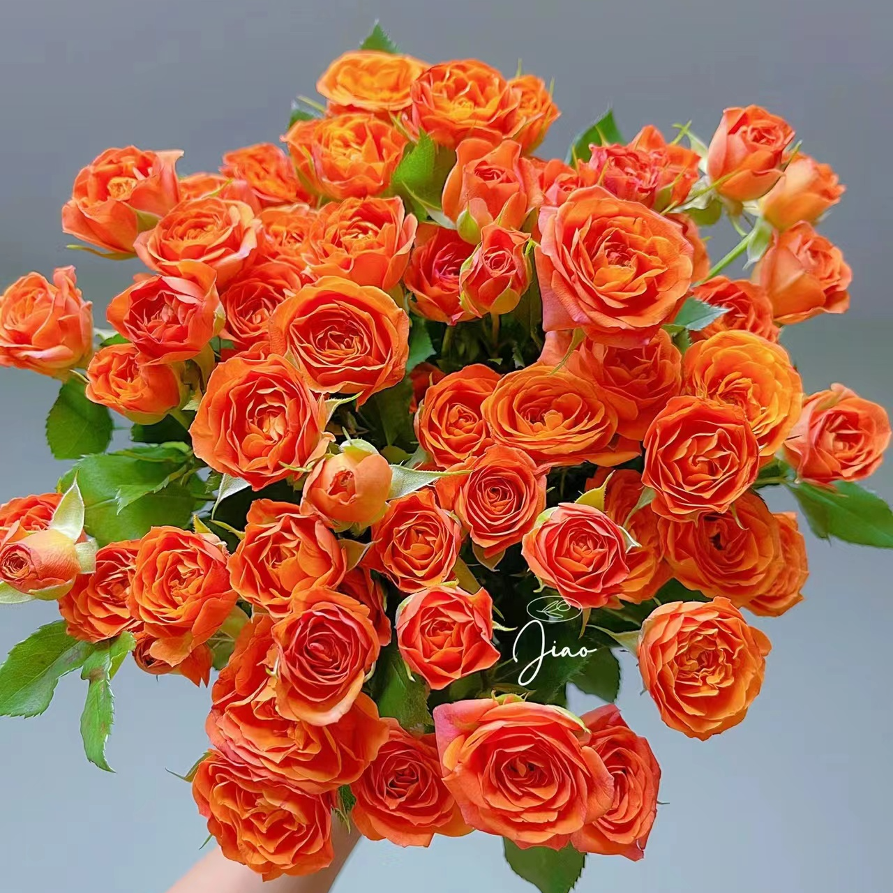 【芭比泡泡玫瑰】云南优质鲜花基地直发