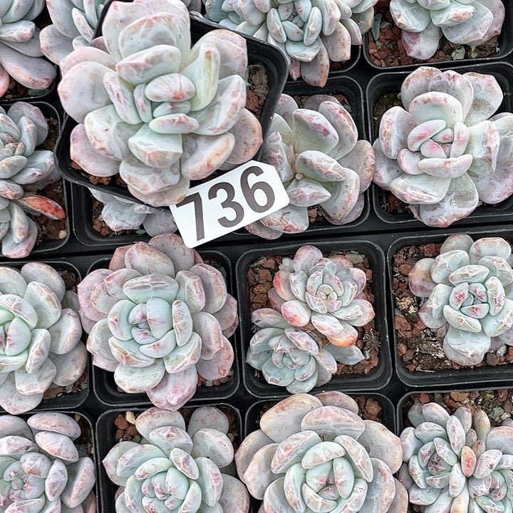 ❤️****多肉植物一物一拍