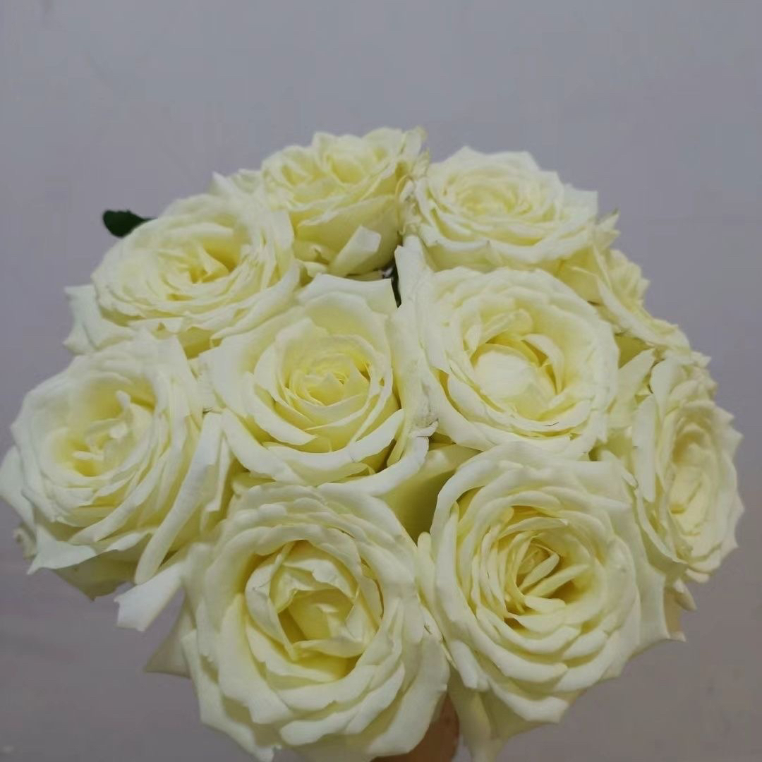 【活力】奶油黄色切花玫瑰薰衣草香大花杯状花型