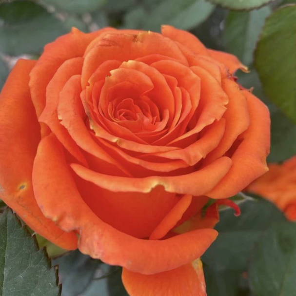 【橙意/国王日】月季切花玫瑰花苗灌木庭院阳台盆栽花卉四季开花