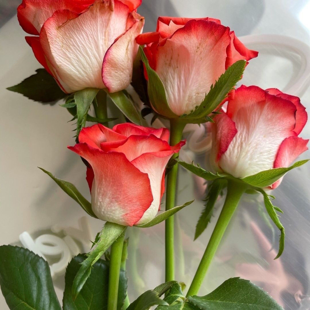 【切花胭脂扣】肯尼亚玫瑰新品切花胭脂扣白底橙红月季直立盆栽绿植