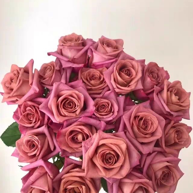 咖啡师超新品月季切花玫瑰花苗盆栽阳台花卉月季带偏远地区不包邮