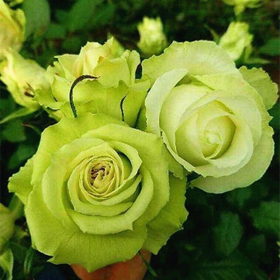【直播间一物一拍专用】月季大花浓香四季开花庭院阳台绿植花卉