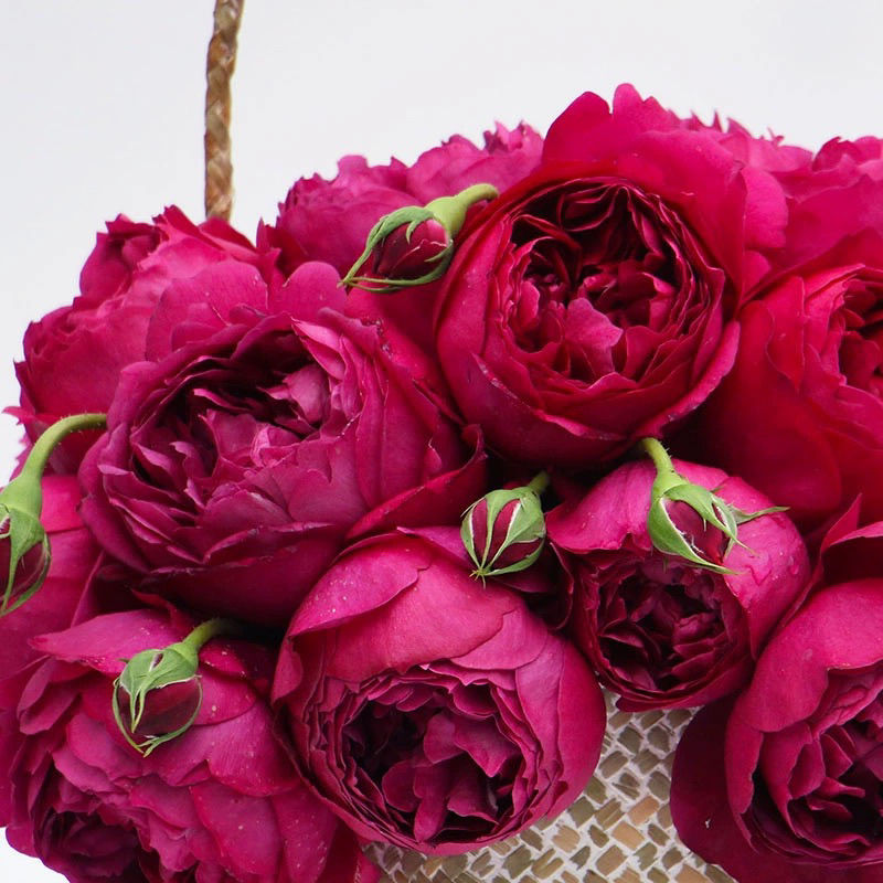 香水玫瑰【秋日胭脂】浓香月季花苗深紫色温度高变浅多季开花植盆栽