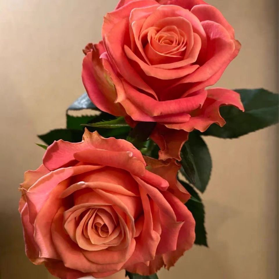 【诺言】玫瑰月季花苗鲜花灌木多季节丰花阳台月季庭院盆栽花卉