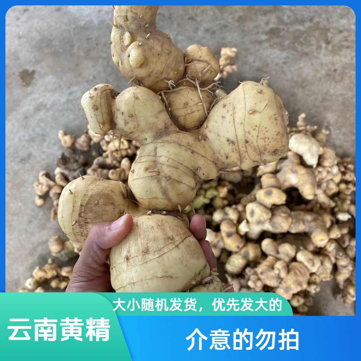 云南新鲜滇黄精 大个精选黄精多年的大黄精炖汤1kg包邮