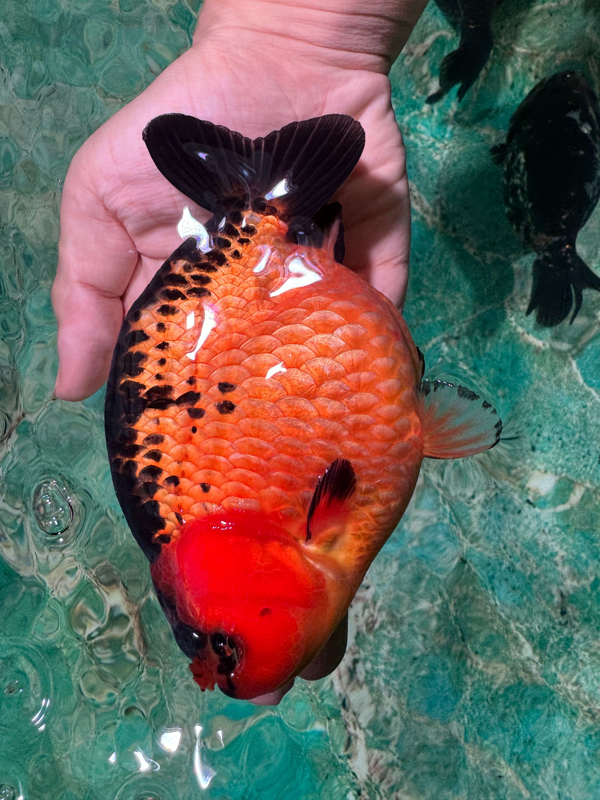 【来氏】精品兰寿泰狮链接（浙江杭州发货，顺丰到付）