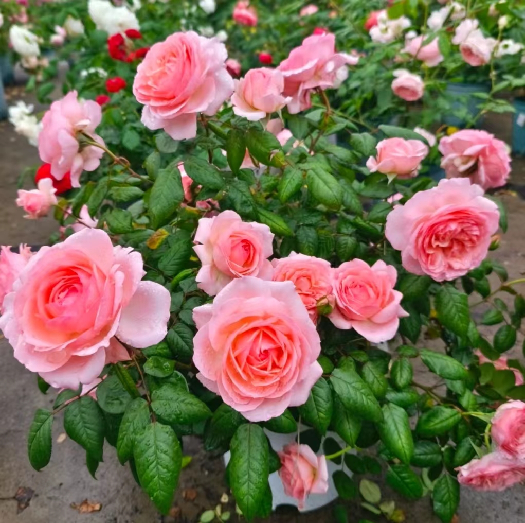 《仙度瑞拉》一加仑四季开花适合阳台庭院带花苞发货