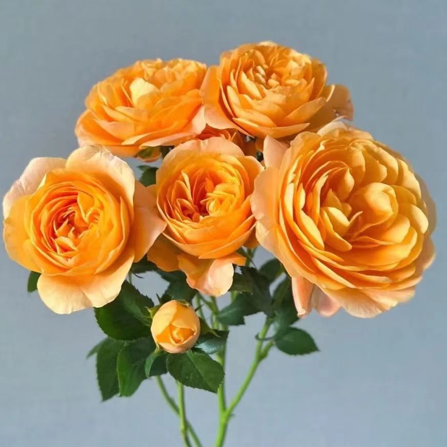 《果汁阳台》一加仑四季开花耐寒耐热适合阳台庭院花苞发货