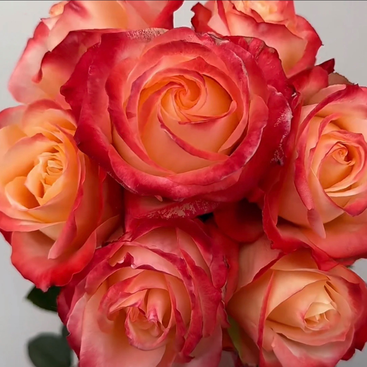 超新品切花【卡巴莱】高杯大切花阳台庭院月季