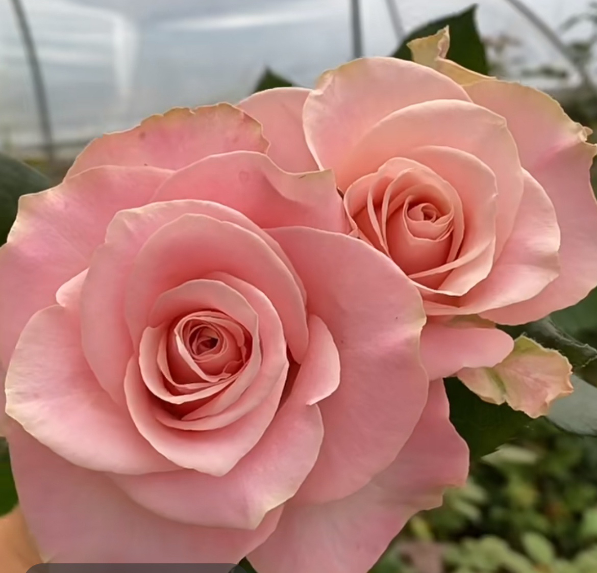 超新品切花【羊绒】浅粉色高杯大切花阳台庭院月季