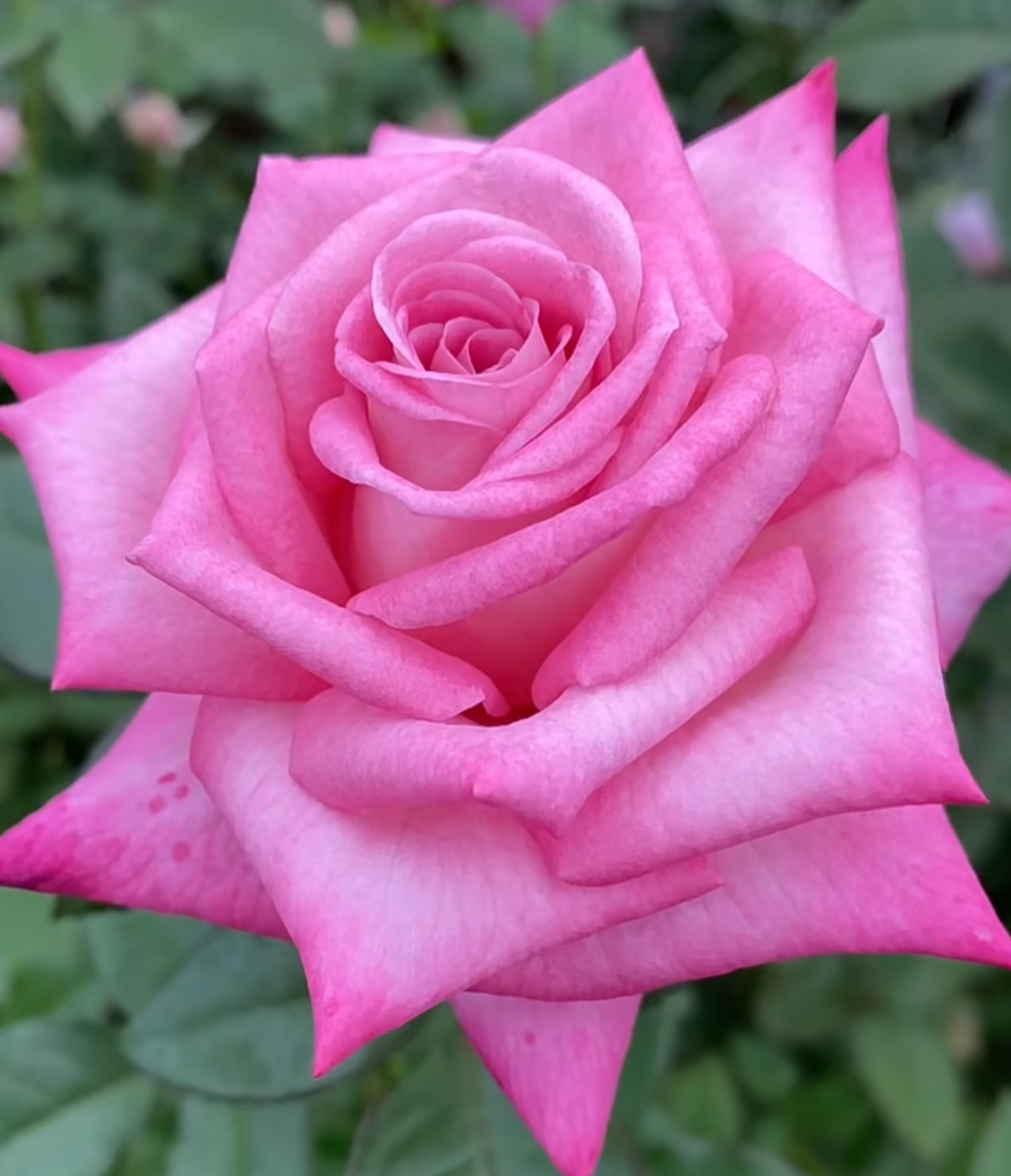 超新品切花【时尚香水】粉紫色高杯浓香大切花耐热耐晒庭院阳台