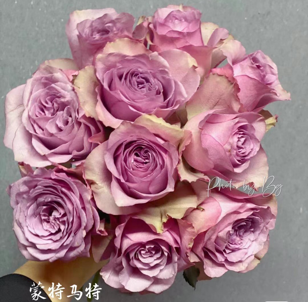 新品【蒙特玛特】复古紫色高杯切花勤花丰花阳台庭院