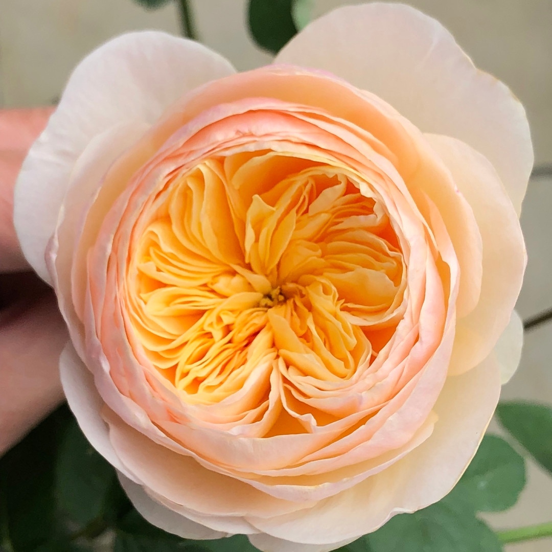 【朱丽叶】大花浓香奥斯丁花型大切花四季开花阳台庭院盆栽地栽