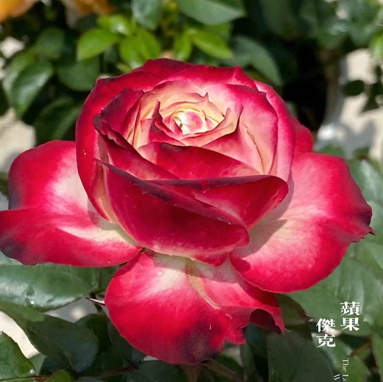 新品切花【苹果杰克】复古色红色高杯大切花耐热阳台月季