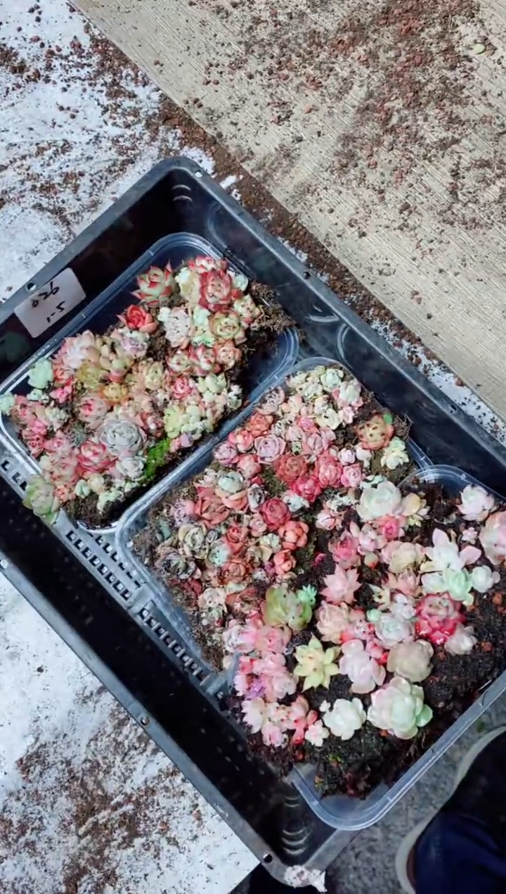 【闪购商品】1.5-026切糕3盒一组多肉植物