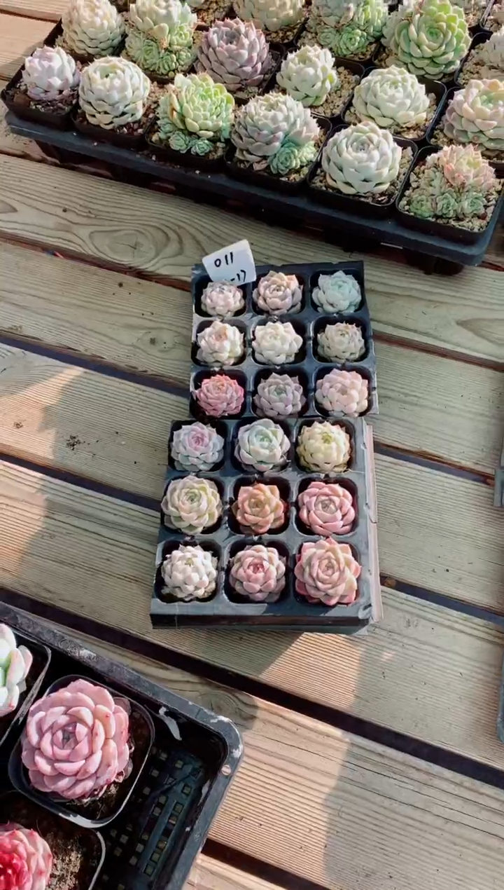 【闪购商品】1.17-011十八色白桃女王切糕一组