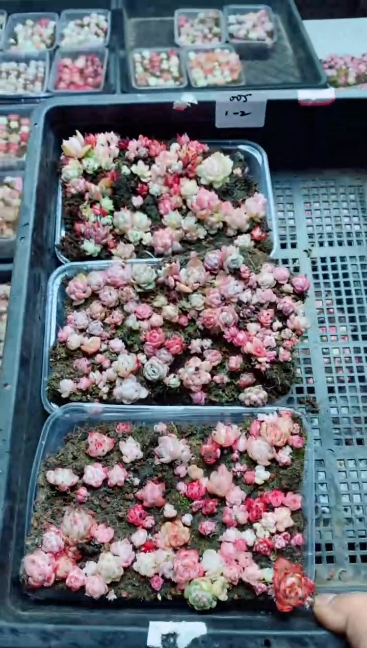 【闪购商品】1.2-005切糕3盒多肉植物