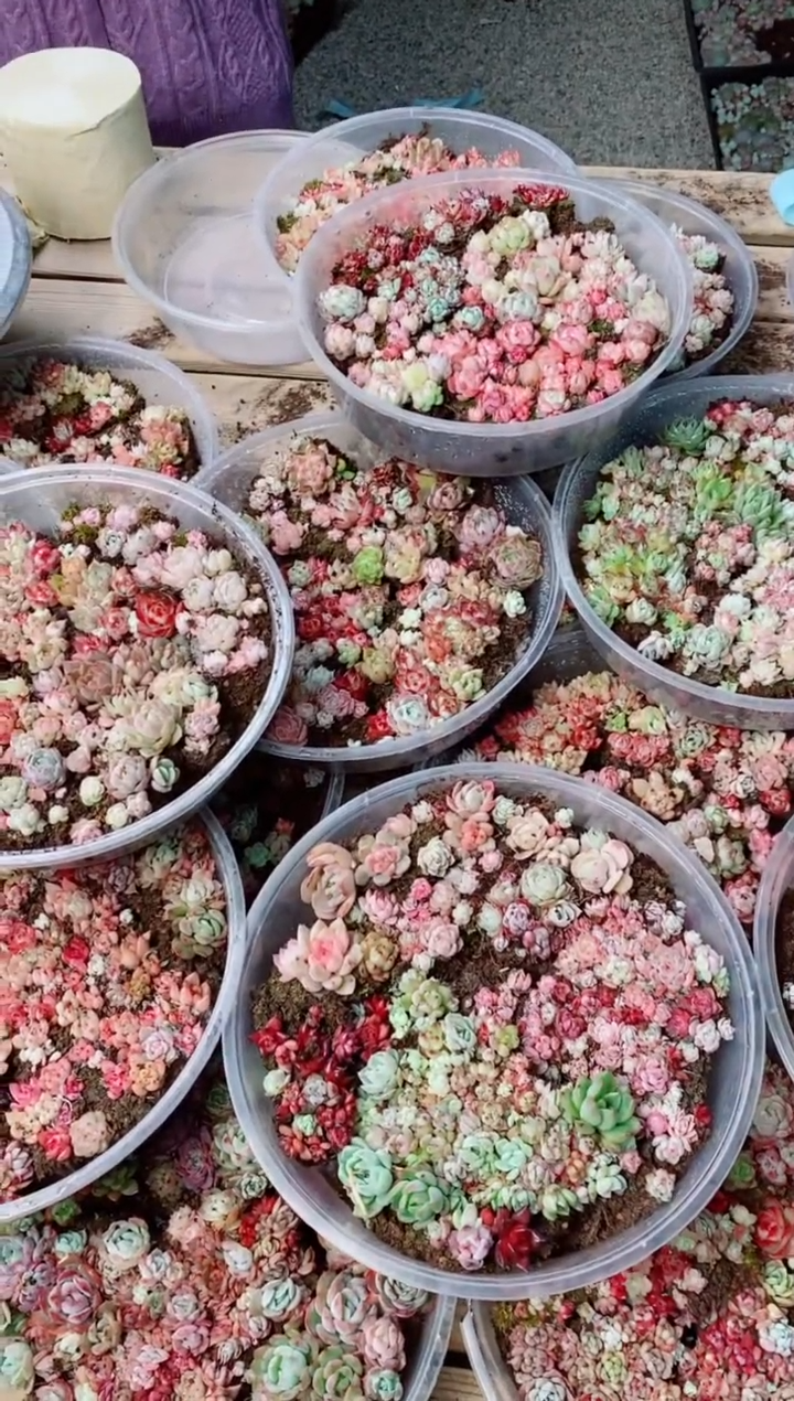 【闪购商品】 五彩缤纷太极切糕1盒多肉植物