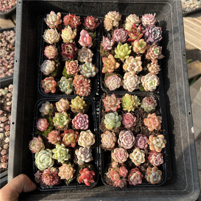 绝绝小萌萌切糕  精控萌肉多肉植物园艺发货种植实物上盆展示