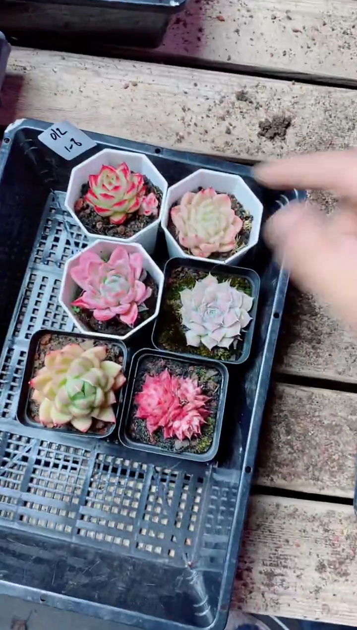 【闪购商品】1.8-012精选6颗带盆土指定品种