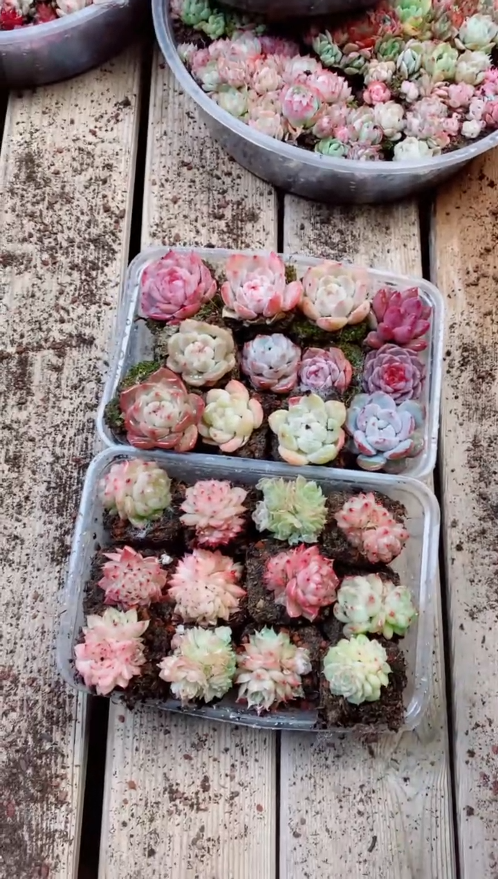 【闪购商品】贵货麦秆糖心混搭组合2盒24棵多肉植物