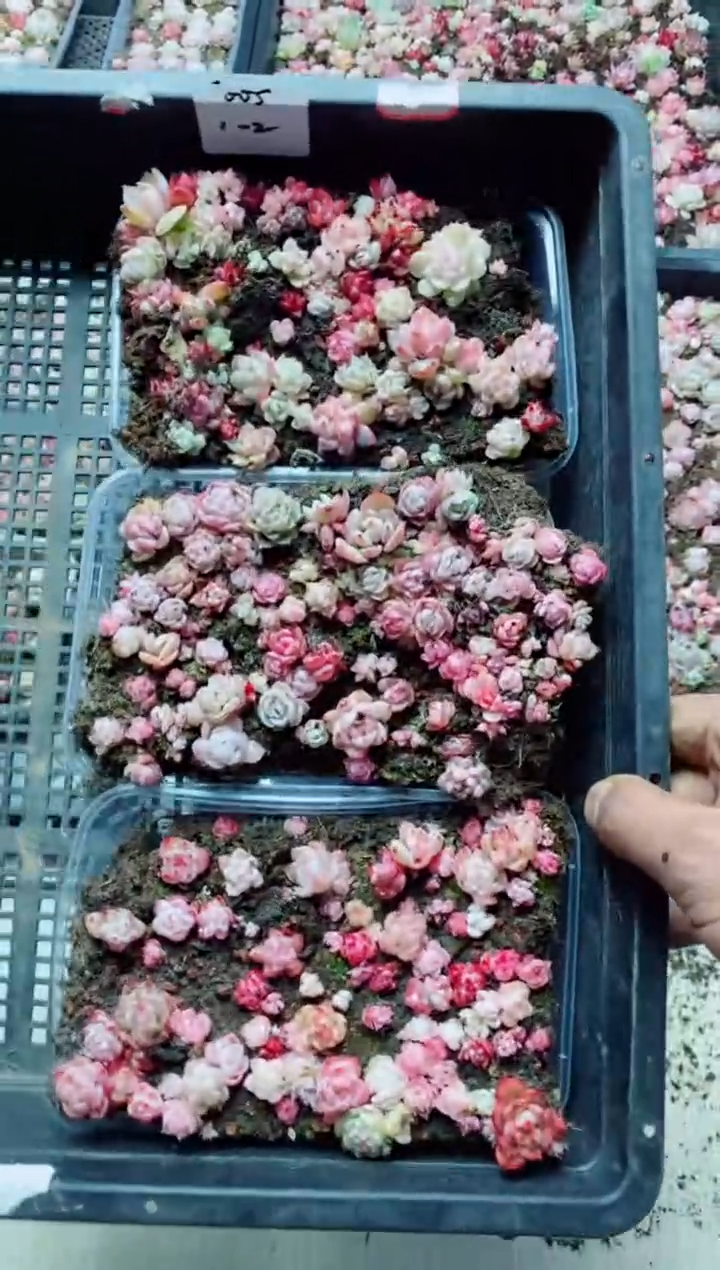 【闪购商品】1.2-005切糕3盒多肉植物  