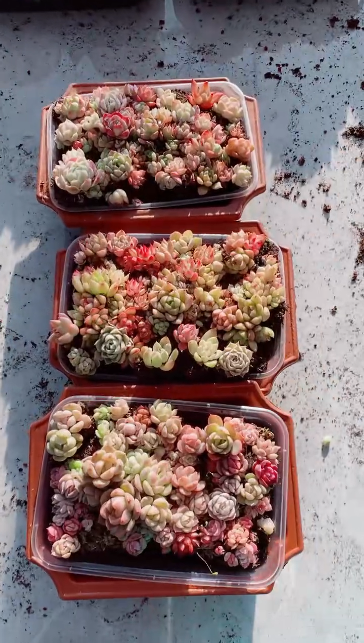 【闪购商品】精品拼盘切糕3盒一组 送3个盆多肉