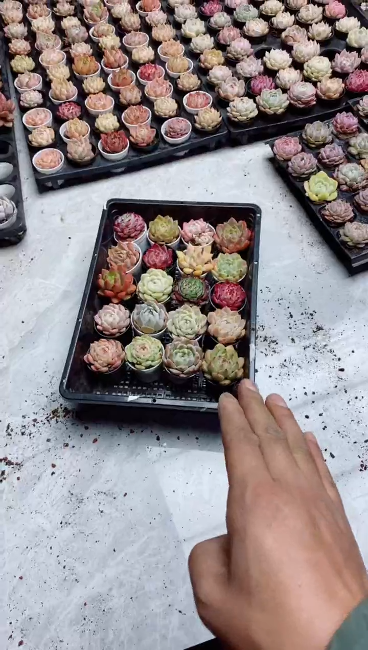 【闪购商品】七彩组合20棵含盆土多肉植物