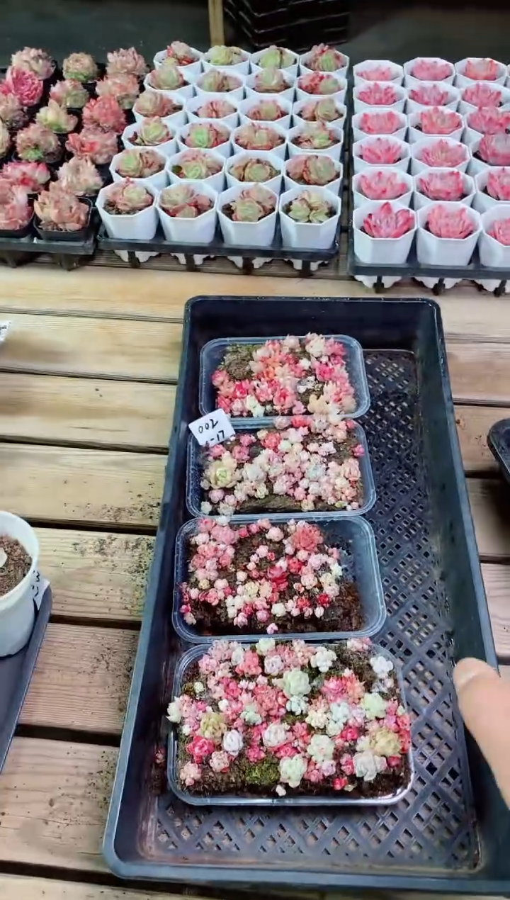 【闪购商品】1.17-002混播红粉精品切糕4盒多肉
