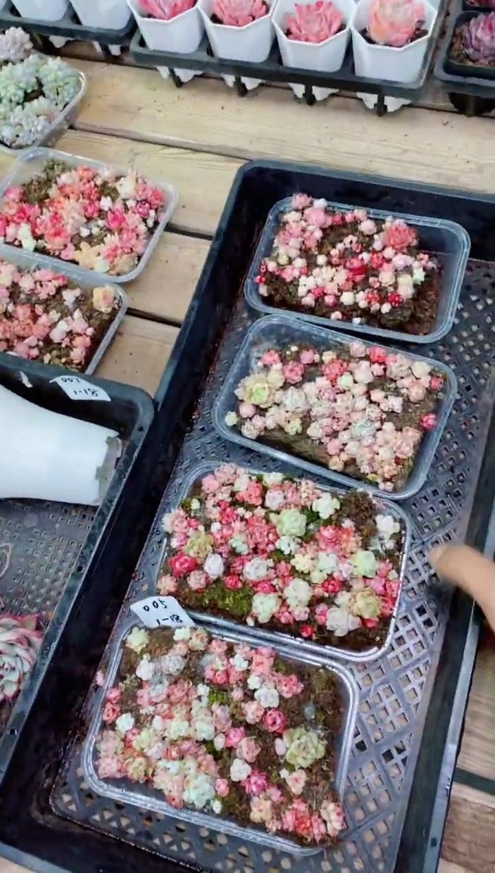 【闪购商品】1.18-005混播红粉精品切糕4盒多肉