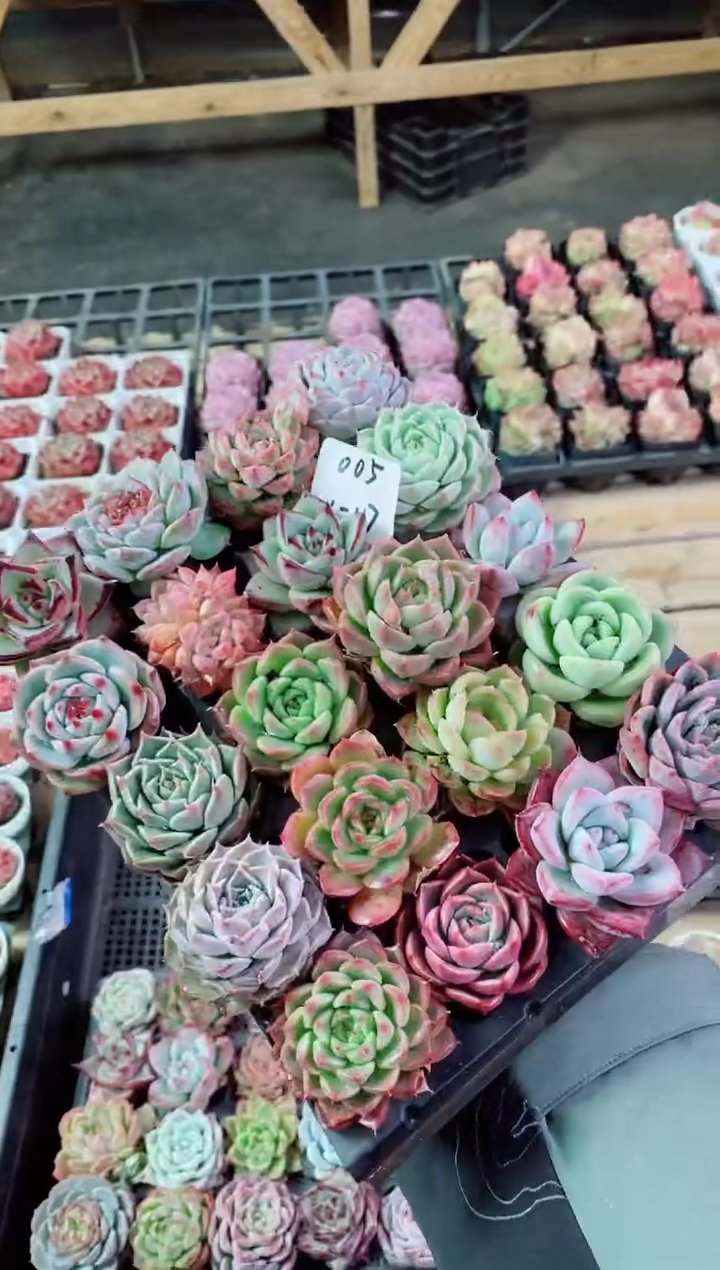 【闪购商品】1.17-005大肉团组合20棵