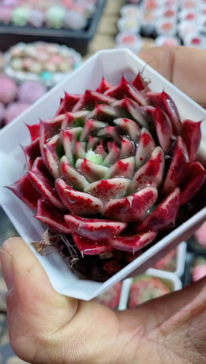 【闪购商品】伊丽莎白含盆土