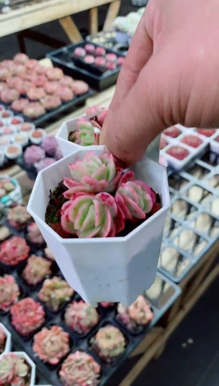 【闪购商品】冰玫瑰锦2头起含盆土