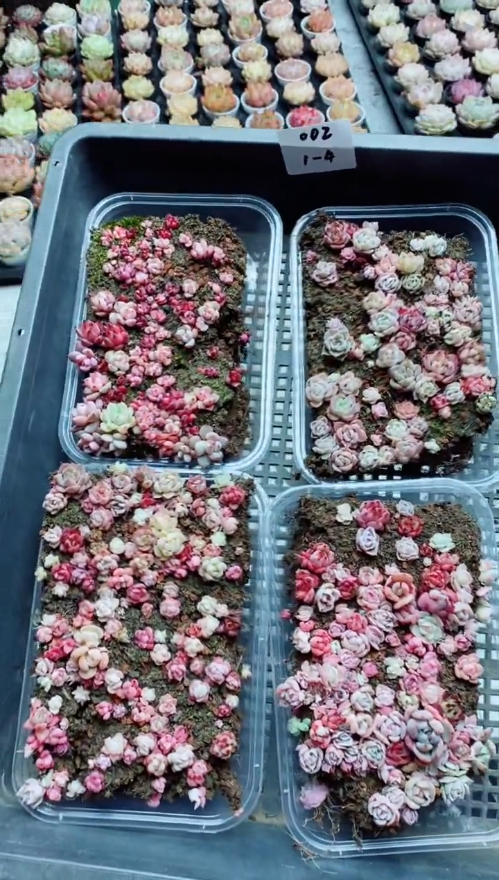 【闪购商品】1.4-002混播鼻屎切糕4盒一组多肉