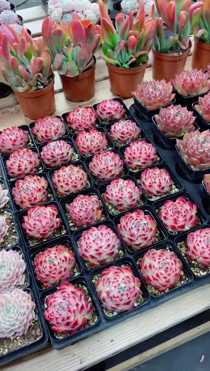 【闪购商品】马塞尔 含盆土 满9.9包邮