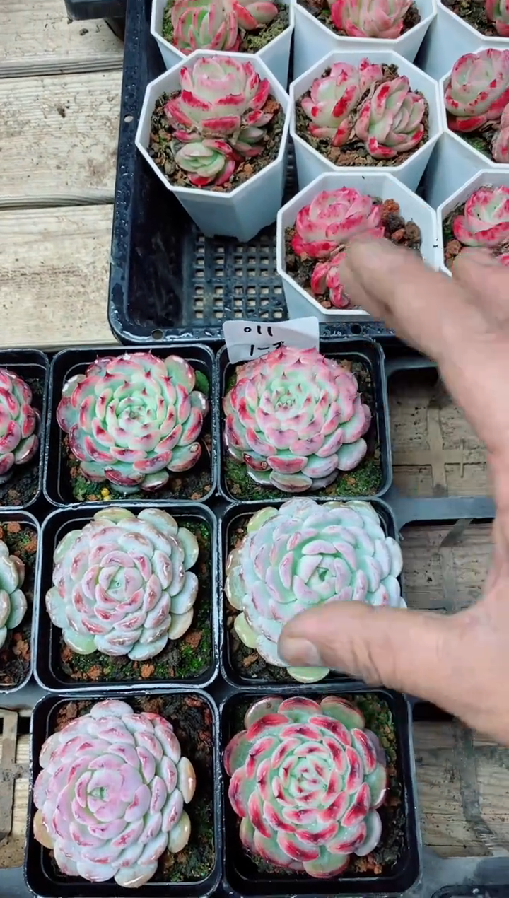 【闪购商品】1.9-014冰魄雪颜彩虹+马塞尔