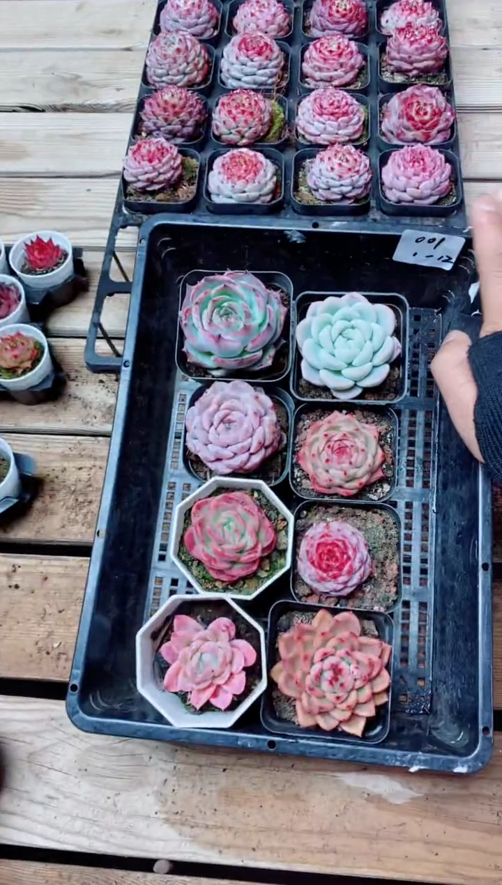 【闪购商品】1.12 -001组合8颗