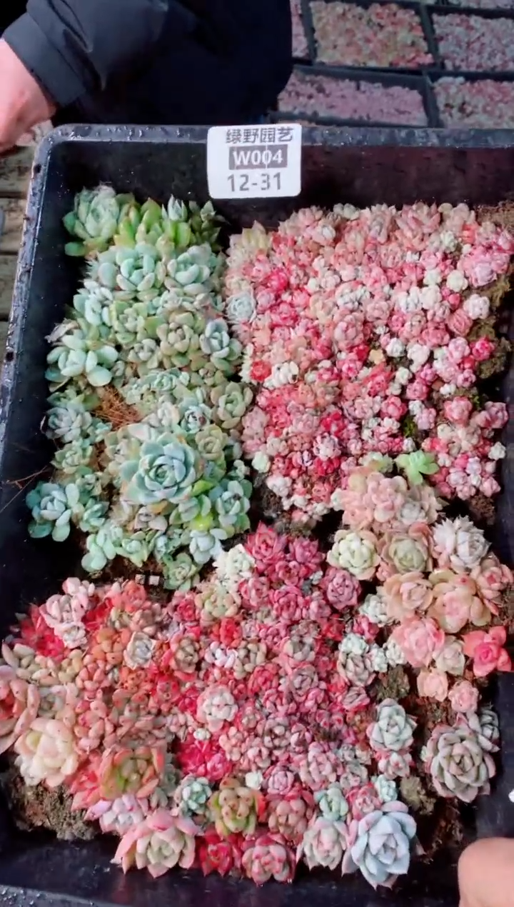 【闪购商品】12.31-W004地图切糕一筐一拍