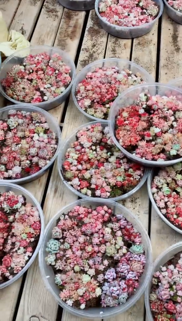 【闪购商品】全红全粉化水色脸盆切糕1盒多肉植物