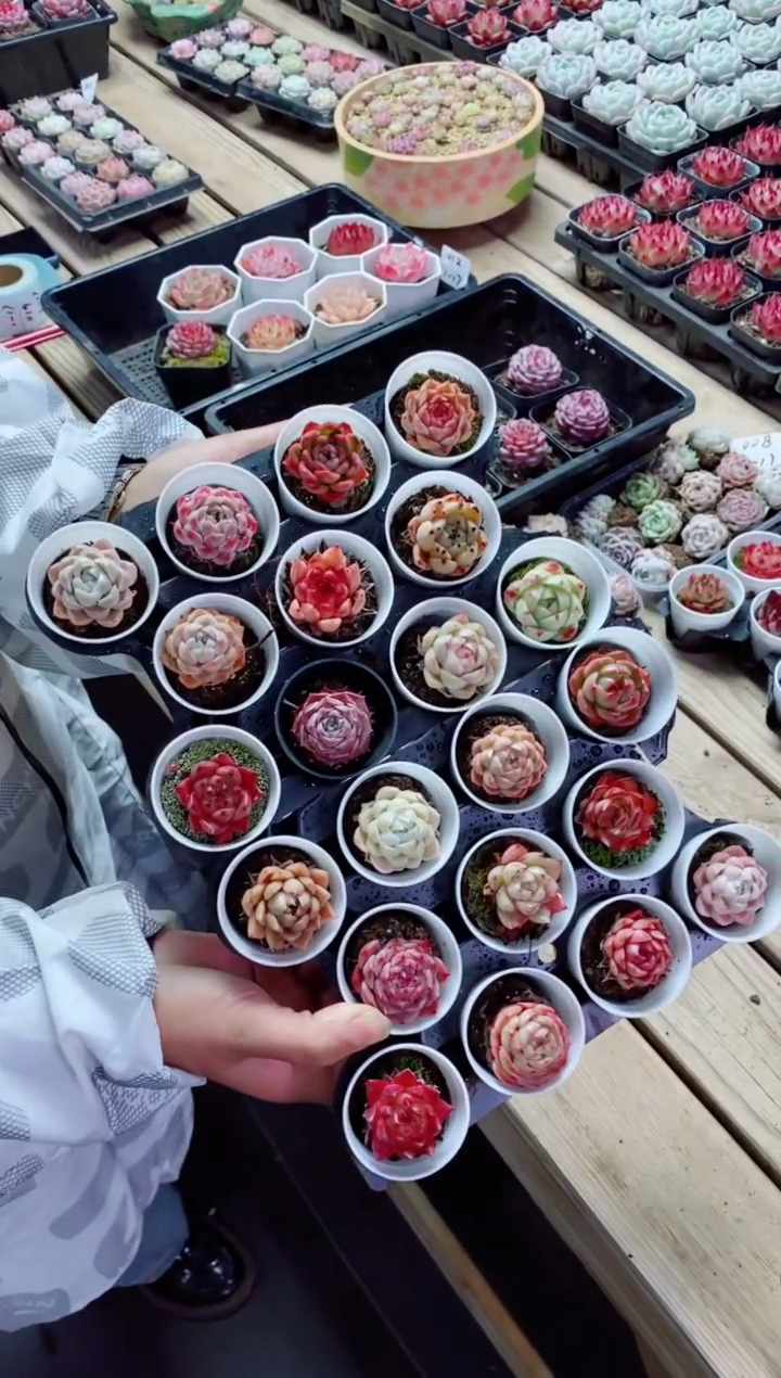 【闪购商品】1.17-007绝绝子精控小萌物22棵