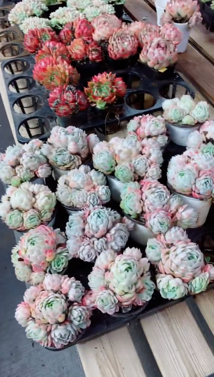 【闪购商品】香妃贝瑞群含盆土